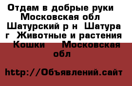 Отдам в добрые руки - Московская обл., Шатурский р-н, Шатура г. Животные и растения » Кошки   . Московская обл.